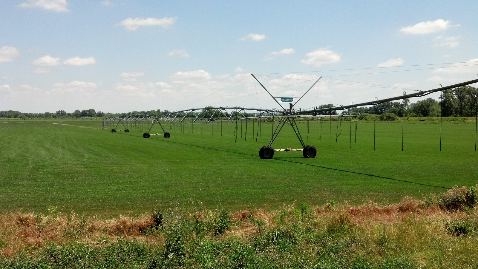 Pret rulou gazon, Rulou de gazon Bucuresti, Montaj gazon rulouri 13 Septembrie, Montaj gazon rulouri Aviatorilor, Montaj gazon rulouri Aviației, Montaj gazon rulouri Aviatiei, Montaj gazon rulouri Balta Albă, Montaj gazon rulouri Balta Alba, Montaj gazon rulouri Baicului, Montaj gazon rulouri Berceni, Montaj gazon rulouri Brâncuși, Montaj gazon rulouri Brancusi, Montaj gazon rulouri Bucureștii Noi, Montaj gazon rulouri Bucurestii Noi, Montaj gazon rulouri Băneasa, Montaj gazon rulouri Baneasa, Montaj gazon rulouri Centrul Civic, Montaj gazon rulouri Centrul istoric, Montaj gazon rulouri Chitila, Montaj gazon rulouri Colentina, Montaj gazon rulouri Cotroceni, Montaj gazon rulouri Crângași, Montaj gazon rulouri Crangasi, Montaj gazon rulouri Dealul Spirii, Montaj gazon rulouri Diham, Montaj gazon rulouri Doamna Ghica, Montaj gazon rulouri Domenii, Montaj gazon rulouri Dorobanți, Montaj gazon rulouri Dorobanti, Montaj gazon rulouri Dristor, Montaj gazon rulouri Drumul Taberei, Montaj gazon rulouri Dudești, Montaj gazon rulouri Dudesti, Montaj gazon rulouri Dămăroaia, Montaj gazon rulouri Damaroaia, Montaj gazon rulouri Ferentari, Montaj gazon rulouri Floreasca, Montaj gazon rulouri Gara de Nord, Montaj gazon rulouri Ghencea, Montaj gazon rulouri Giulești, Montaj gazon rulouri Giulesti, Montaj gazon rulouri Giurgiului, Montaj gazon rulouri Grozăvești, Montaj gazon rulouri Grozavesti, Montaj gazon rulouri Grivița, Montaj gazon rulouri Grivita, Montaj gazon rulouri Iancului, Montaj gazon rulouri Ion Creangă, Montaj gazon rulouri Ion Creanga, Montaj gazon rulouri Lipscani, Montaj gazon rulouri Militari, Montaj gazon rulouri Moșilor, Montaj gazon rulouri Mosilor, Montaj gazon rulouri Morarilor, Montaj gazon rulouri Mihai Bravu, Montaj gazon rulouri Muncii, Montaj gazon rulouri Obor, Montaj gazon rulouri Ozana, Montaj gazon rulouri Olteniței, Montaj gazon rulouri Oltenitei, Montaj gazon rulouri Pajura, Montaj gazon rulouri Pantelimon, Montaj gazon rulouri Piața Romană, Montaj gazon rulouri Piata Romana, Montaj gazon rulouri Piața Universității, Montaj gazon rulouri Piata Universitatii, Montaj gazon rulouri Piața Reșița, Montaj gazon rulouri Piata Resita, Montaj gazon rulouri Pipera, Montaj gazon rulouri Primăverii, Montaj gazon rulouri Primaverii, Montaj gazon rulouri Rahova, Montaj gazon rulouri Sălăjan, Montaj gazon rulouri Salajan, Montaj gazon rulouri Străulești, Montaj gazon rulouri Straulesti, Montaj gazon rulouri Ștefan cel Mare, Montaj gazon rulouri Stefan cel Mare, Montaj gazon rulouri Tei, Montaj gazon rulouri Timpuri Noi, Montaj gazon rulouri Tineretului, Montaj gazon rulouri Titan, Montaj gazon rulouri Unirii, Montaj gazon rulouri Vatra Luminoasă, Montaj gazon rulouri Vatra Luminoasa, Montaj gazon rulouri Văcărești, Montaj gazon rulouri Vacaresti, Montaj gazon rulouri Vergului, Montaj gazon rulouri Voluntari, Montaj gazon rulouri Victoriei, Montaj gazon rulouri Vitan, Montaj gazon rulouri Comuna Berceni, Montaj gazon rulouri Sector 1, Montaj gazon rulouri Sector 2, Montaj gazon rulouri Sector 3, Montaj gazon rulouri Sector 4, Montaj gazon rulouri Sector 5, Montaj gazon rulouri Sector 6, Montaj gazon rulouri Ilfov, Montaj gazon rulouri București, Montaj gazon rulouri Bucuresti, Montaj gazon rulouri , Montaj gazon rulouri Alba, Montaj gazon rulouri Arad, Montaj gazon rulouri Arges, Montaj gazon rulouri Bacau, Montaj gazon rulouri Bihor, Montaj gazon rulouri Bistrita Nasaud, Montaj gazon rulouri Botosani, Montaj gazon rulouri Braila, Montaj gazon rulouri Brasov, Montaj gazon rulouri Buzau, Montaj gazon rulouri Calarasi, Montaj gazon rulouri Caras Severin, Montaj gazon rulouri Cluj, Montaj gazon rulouri Constanta, Montaj gazon rulouri Covasna, Montaj gazon rulouri Dambovita, Montaj gazon rulouri Dolj, Montaj gazon rulouri Galati, Montaj gazon rulouri Giurgiu, Montaj gazon rulouri Gorj, Montaj gazon rulouri Harghita, Montaj gazon rulouri Hunedoara, Montaj gazon rulouri Ialomita, Montaj gazon rulouri Iasi, Montaj gazon rulouri Ilfov, Montaj gazon rulouri Maramures, Montaj gazon rulouri Mehedinti, Montaj gazon rulouri Mures, Montaj gazon rulouri Neamt, Montaj gazon rulouri Olt, Montaj gazon rulouri Prahova, Montaj gazon rulouri Salaj, Montaj gazon rulouri Satu Mare, Montaj gazon rulouri Sibiu, Montaj gazon rulouri Suceava, Montaj gazon rulouri Teleorman, Montaj gazon rulouri Timis, Montaj gazon rulouri Tulcea, Montaj gazon rulouri Valcea, Montaj gazon rulouri Vaslui, Montaj gazon rulouri Vrancea,gazon sector 1, gazon sector 2 . gazon sector 3, gazon bucuresti, gazon , gazon sector 4, gazon sector 5, gazomn sector 6 , gazon ilfov, gazon giurgiu,Rulouri de gazon 13 Septembrie, Rulouri de gazon Aviatorilor, Rulouri de gazon Aviației, Rulouri de gazon Aviatiei, Rulouri de gazon Balta Albă, Rulouri de gazon Balta Alba, Rulouri de gazon Baicului, Rulouri de gazon Berceni, Rulouri de gazon Brâncuși, Rulouri de gazon Brancusi, Rulouri de gazon Bucureștii Noi, Rulouri de gazon Bucurestii Noi, Rulouri de gazon Băneasa, Rulouri de gazon Baneasa, Rulouri de gazon Centrul Civic, Rulouri de gazon Centrul istoric, Rulouri de gazon Chitila, Rulouri de gazon Colentina, Rulouri de gazon Cotroceni, Rulouri de gazon Crângași, Rulouri de gazon Crangasi, Rulouri de gazon Dealul Spirii, Rulouri de gazon Diham, Rulouri de gazon Doamna Ghica, Rulouri de gazon Domenii, Rulouri de gazon Dorobanți, Rulouri de gazon Dorobanti, Rulouri de gazon Dristor, Rulouri de gazon Drumul Taberei, Rulouri de gazon Dudești, Rulouri de gazon Dudesti, Rulouri de gazon Dămăroaia, Rulouri de gazon Damaroaia, Rulouri de gazon Ferentari, Rulouri de gazon Floreasca, Rulouri de gazon Gara de Nord, Rulouri de gazon Ghencea, Rulouri de gazon Giulești, Rulouri de gazon Giulesti, Rulouri de gazon Giurgiului, Rulouri de gazon Grozăvești, Rulouri de gazon Grozavesti, Rulouri de gazon Grivița, Rulouri de gazon Grivita, Rulouri de gazon Iancului, Rulouri de gazon Ion Creangă, Rulouri de gazon Ion Creanga, Rulouri de gazon Lipscani, Rulouri de gazon Militari, Rulouri de gazon Moșilor, Rulouri de gazon Mosilor, Rulouri de gazon Morarilor, Rulouri de gazon Mihai Bravu, Rulouri de gazon Muncii, Rulouri de gazon Obor, Rulouri de gazon Ozana, Rulouri de gazon Olteniței, Rulouri de gazon Oltenitei, Rulouri de gazon Pajura, Rulouri de gazon Pantelimon, Rulouri de gazon Piața Romană, Rulouri de gazon Piata Romana, Rulouri de gazon Piața Universității, Rulouri de gazon Piata Universitatii, Rulouri de gazon Piața Reșița, Rulouri de gazon Piata Resita, Rulouri de gazon Pipera, Rulouri de gazon Primăverii, Rulouri de gazon Primaverii, Rulouri de gazon Rahova, Rulouri de gazon Sălăjan, Rulouri de gazon Salajan, Rulouri de gazon Străulești, Rulouri de gazon Straulesti, Rulouri de gazon Ștefan cel Mare, Rulouri de gazon Stefan cel Mare, Rulouri de gazon Tei, Rulouri de gazon Timpuri Noi, Rulouri de gazon Tineretului, Rulouri de gazon Titan, Rulouri de gazon Unirii, Rulouri de gazon Vatra Luminoasă, Rulouri de gazon Vatra Luminoasa, Rulouri de gazon Văcărești, Rulouri de gazon Vacaresti, Rulouri de gazon Vergului, Rulouri de gazon Voluntari, Rulouri de gazon Victoriei, Rulouri de gazon Vitan, Rulouri de gazon Comuna Berceni, Rulouri de gazon Sector 1, Rulouri de gazon Sector 2, Rulouri de gazon Sector 3, Rulouri de gazon Sector 4, Rulouri de gazon Sector 5, Rulouri de gazon Sector 6, Rulouri de gazon Ilfov, Rulouri de gazon București, Rulouri de gazon Bucuresti, Rulouri de gazon , Rulouri de gazon Alba, Rulouri de gazon Arad, Rulouri de gazon Arges, Rulouri de gazon Bacau, Rulouri de gazon Bihor, Rulouri de gazon Bistrita Nasaud, Rulouri de gazon Botosani, Rulouri de gazon Braila, Rulouri de gazon Brasov, Rulouri de gazon Buzau, Rulouri de gazon Calarasi, Rulouri de gazon Caras Severin, Rulouri de gazon Cluj, Rulouri de gazon Constanta, Rulouri de gazon Covasna, Rulouri de gazon Dambovita, Rulouri de gazon Dolj, Rulouri de gazon Galati, Rulouri de gazon Giurgiu, Rulouri de gazon Gorj, Rulouri de gazon Harghita, Rulouri de gazon Hunedoara, Rulouri de gazon Ialomita, Rulouri de gazon Iasi, Rulouri de gazon Ilfov, Rulouri de gazon Maramures, Rulouri de gazon Mehedinti, Rulouri de gazon Mures, Rulouri de gazon Neamt, Rulouri de gazon Olt, Rulouri de gazon Prahova, Rulouri de gazon Salaj, Rulouri de gazon Satu Mare, Rulouri de gazon Sibiu, Rulouri de gazon Suceava, Rulouri de gazon Teleorman, Rulouri de gazon Timis, Rulouri de gazon Tulcea, Rulouri de gazon Valcea, Rulouri de gazon Vaslui, Rulouri de gazon Vrancea,,gazon rulouri – rulouri de gazon bucuresti