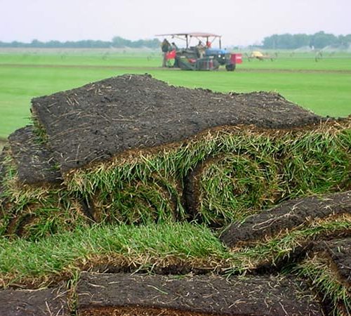 gazon rulouri natural , rulouri de gazon pentru curte , Montaj gazon rulouri 13 Septembrie, Montaj gazon rulouri Aviatorilor, Montaj gazon rulouri Aviației, Montaj gazon rulouri Aviatiei, Montaj gazon rulouri Balta Albă, Montaj gazon rulouri Balta Alba, Montaj gazon rulouri Baicului, Montaj gazon rulouri Berceni, Montaj gazon rulouri Brâncuși, Montaj gazon rulouri Brancusi, Montaj gazon rulouri Bucureștii Noi, Montaj gazon rulouri Bucurestii Noi, Montaj gazon rulouri Băneasa, Montaj gazon rulouri Baneasa, Montaj gazon rulouri Centrul Civic, Montaj gazon rulouri Centrul istoric, Montaj gazon rulouri Chitila, Montaj gazon rulouri Colentina, Montaj gazon rulouri Cotroceni, Montaj gazon rulouri Crângași, Montaj gazon rulouri Crangasi, Montaj gazon rulouri Dealul Spirii, Montaj gazon rulouri Diham, Montaj gazon rulouri Doamna Ghica, Montaj gazon rulouri Domenii, Montaj gazon rulouri Dorobanți, Montaj gazon rulouri Dorobanti, Montaj gazon rulouri Dristor, Montaj gazon rulouri Drumul Taberei, Montaj gazon rulouri Dudești, Montaj gazon rulouri Dudesti, Montaj gazon rulouri Dămăroaia, Montaj gazon rulouri Damaroaia, Montaj gazon rulouri Ferentari, Montaj gazon rulouri Floreasca, Montaj gazon rulouri Gara de Nord, Montaj gazon rulouri Ghencea, Montaj gazon rulouri Giulești, Montaj gazon rulouri Giulesti, Montaj gazon rulouri Giurgiului, Montaj gazon rulouri Grozăvești, Montaj gazon rulouri Grozavesti, Montaj gazon rulouri Grivița, Montaj gazon rulouri Grivita, Montaj gazon rulouri Iancului, Montaj gazon rulouri Ion Creangă, Montaj gazon rulouri Ion Creanga, Montaj gazon rulouri Lipscani, Montaj gazon rulouri Militari, Montaj gazon rulouri Moșilor, Montaj gazon rulouri Mosilor, Montaj gazon rulouri Morarilor, Montaj gazon rulouri Mihai Bravu, Montaj gazon rulouri Muncii, Montaj gazon rulouri Obor, Montaj gazon rulouri Ozana, Montaj gazon rulouri Olteniței, Montaj gazon rulouri Oltenitei, Montaj gazon rulouri Pajura, Montaj gazon rulouri Pantelimon, Montaj gazon rulouri Piața Romană, Montaj gazon rulouri Piata Romana, Montaj gazon rulouri Piața Universității, Montaj gazon rulouri Piata Universitatii, Montaj gazon rulouri Piața Reșița, Montaj gazon rulouri Piata Resita, Montaj gazon rulouri Pipera, Montaj gazon rulouri Primăverii, Montaj gazon rulouri Primaverii, Montaj gazon rulouri Rahova, Montaj gazon rulouri Sălăjan, Montaj gazon rulouri Salajan, Montaj gazon rulouri Străulești, Montaj gazon rulouri Straulesti, Montaj gazon rulouri Ștefan cel Mare, Montaj gazon rulouri Stefan cel Mare, Montaj gazon rulouri Tei, Montaj gazon rulouri Timpuri Noi, Montaj gazon rulouri Tineretului, Montaj gazon rulouri Titan, Montaj gazon rulouri Unirii, Montaj gazon rulouri Vatra Luminoasă, Montaj gazon rulouri Vatra Luminoasa, Montaj gazon rulouri Văcărești, Montaj gazon rulouri Vacaresti, Montaj gazon rulouri Vergului, Montaj gazon rulouri Voluntari, Montaj gazon rulouri Victoriei, Montaj gazon rulouri Vitan, Montaj gazon rulouri Comuna Berceni, Montaj gazon rulouri Sector 1, Montaj gazon rulouri Sector 2, Montaj gazon rulouri Sector 3, Montaj gazon rulouri Sector 4, Montaj gazon rulouri Sector 5, Montaj gazon rulouri Sector 6, Montaj gazon rulouri Ilfov, Montaj gazon rulouri București, Montaj gazon rulouri Bucuresti, Montaj gazon rulouri , Montaj gazon rulouri Alba, Montaj gazon rulouri Arad, Montaj gazon rulouri Arges, Montaj gazon rulouri Bacau, Montaj gazon rulouri Bihor, Montaj gazon rulouri Bistrita Nasaud, Montaj gazon rulouri Botosani, Montaj gazon rulouri Braila, Montaj gazon rulouri Brasov, Montaj gazon rulouri Buzau, Montaj gazon rulouri Calarasi, Montaj gazon rulouri Caras Severin, Montaj gazon rulouri Cluj, Montaj gazon rulouri Constanta, Montaj gazon rulouri Covasna, Montaj gazon rulouri Dambovita, Montaj gazon rulouri Dolj, Montaj gazon rulouri Galati, Montaj gazon rulouri Giurgiu, Montaj gazon rulouri Gorj, Montaj gazon rulouri Harghita, Montaj gazon rulouri Hunedoara, Montaj gazon rulouri Ialomita, Montaj gazon rulouri Iasi, Montaj gazon rulouri Ilfov, Montaj gazon rulouri Maramures, Montaj gazon rulouri Mehedinti, Montaj gazon rulouri Mures, Montaj gazon rulouri Neamt, Montaj gazon rulouri Olt, Montaj gazon rulouri Prahova, Montaj gazon rulouri Salaj, Montaj gazon rulouri Satu Mare, Montaj gazon rulouri Sibiu, Montaj gazon rulouri Suceava, Montaj gazon rulouri Teleorman, Montaj gazon rulouri Timis, Montaj gazon rulouri Tulcea, Montaj gazon rulouri Valcea, Montaj gazon rulouri Vaslui, Montaj gazon rulouri Vrancea,Umiditatea gazonului, umiditate, gazon, rulouri de gazon , rulouri de gazon bucuresti , gazon rulouri Pret rulou gazon, Rulou de gazon Bucuresti, Montaj gazon rulouri 13 Septembrie, Montaj gazon rulouri Aviatorilor, Montaj gazon rulouri Aviației, Montaj gazon rulouri Aviatiei, Montaj gazon rulouri Balta Albă, Montaj gazon rulouri Balta Alba, Montaj gazon rulouri Baicului, Montaj gazon rulouri Berceni, Montaj gazon rulouri Brâncuși, Montaj gazon rulouri Brancusi, Montaj gazon rulouri Bucureștii Noi, Montaj gazon rulouri Bucurestii Noi, Montaj gazon rulouri Băneasa, Montaj gazon rulouri Baneasa, Montaj gazon rulouri Centrul Civic, Montaj gazon rulouri Centrul istoric, Montaj gazon rulouri Chitila, Montaj gazon rulouri Colentina, Montaj gazon rulouri Cotroceni, Montaj gazon rulouri Crângași, Montaj gazon rulouri Crangasi, Montaj gazon rulouri Dealul Spirii, Montaj gazon rulouri Diham, Montaj gazon rulouri Doamna Ghica, Montaj gazon rulouri Domenii, Montaj gazon rulouri Dorobanți, Montaj gazon rulouri Dorobanti, Montaj gazon rulouri Dristor, Montaj gazon rulouri Drumul Taberei, Montaj gazon rulouri Dudești, Montaj gazon rulouri Dudesti, Montaj gazon rulouri Dămăroaia, Montaj gazon rulouri Damaroaia, Montaj gazon rulouri Ferentari, Montaj gazon rulouri Floreasca, Montaj gazon rulouri Gara de Nord, Montaj gazon rulouri Ghencea, Montaj gazon rulouri Giulești, Montaj gazon rulouri Giulesti, Montaj gazon rulouri Giurgiului, Montaj gazon rulouri Grozăvești, Montaj gazon rulouri Grozavesti, Montaj gazon rulouri Grivița, Montaj gazon rulouri Grivita, Montaj gazon rulouri Iancului, Montaj gazon rulouri Ion Creangă, Montaj gazon rulouri Ion Creanga, Montaj gazon rulouri Lipscani, Montaj gazon rulouri Militari, Montaj gazon rulouri Moșilor, Montaj gazon rulouri Mosilor, Montaj gazon rulouri Morarilor, Montaj gazon rulouri Mihai Bravu, Montaj gazon rulouri Muncii, Montaj gazon rulouri Obor, Montaj gazon rulouri Ozana, Montaj gazon rulouri Olteniței, Montaj gazon rulouri Oltenitei, Montaj gazon rulouri Pajura, Montaj gazon rulouri Pantelimon, Montaj gazon rulouri Piața Romană, Montaj gazon rulouri Piata Romana, Montaj gazon rulouri Piața Universității, Montaj gazon rulouri Piata Universitatii, Montaj gazon rulouri Piața Reșița, Montaj gazon rulouri Piata Resita, Montaj gazon rulouri Pipera, Montaj gazon rulouri Primăverii, Montaj gazon rulouri Primaverii, Montaj gazon rulouri Rahova, Montaj gazon rulouri Sălăjan, Montaj gazon rulouri Salajan, Montaj gazon rulouri Străulești, Montaj gazon rulouri Straulesti, Montaj gazon rulouri Ștefan cel Mare, Montaj gazon rulouri Stefan cel Mare, Montaj gazon rulouri Tei, Montaj gazon rulouri Timpuri Noi, Montaj gazon rulouri Tineretului, Montaj gazon rulouri Titan, Montaj gazon rulouri Unirii, Montaj gazon rulouri Vatra Luminoasă, Montaj gazon rulouri Vatra Luminoasa, Montaj gazon rulouri Văcărești, Montaj gazon rulouri Vacaresti, Montaj gazon rulouri Vergului, Montaj gazon rulouri Voluntari, Montaj gazon rulouri Victoriei, Montaj gazon rulouri Vitan, Montaj gazon rulouri Comuna Berceni, Montaj gazon rulouri Sector 1, Montaj gazon rulouri Sector 2, Montaj gazon rulouri Sector 3, Montaj gazon rulouri Sector 4, Montaj gazon rulouri Sector 5, Montaj gazon rulouri Sector 6, Montaj gazon rulouri Ilfov, Montaj gazon rulouri București, Montaj gazon rulouri Bucuresti, Montaj gazon rulouri , Montaj gazon rulouri Alba, Montaj gazon rulouri Arad, Montaj gazon rulouri Arges, Montaj gazon rulouri Bacau, Montaj gazon rulouri Bihor, Montaj gazon rulouri Bistrita Nasaud, Montaj gazon rulouri Botosani, Montaj gazon rulouri Braila, Montaj gazon rulouri Brasov, Montaj gazon rulouri Buzau, Montaj gazon rulouri Calarasi, Montaj gazon rulouri Caras Severin, Montaj gazon rulouri Cluj, Montaj gazon rulouri Constanta, Montaj gazon rulouri Covasna, Montaj gazon rulouri Dambovita, Montaj gazon rulouri Dolj, Montaj gazon rulouri Galati, Montaj gazon rulouri Giurgiu, Montaj gazon rulouri Gorj, Montaj gazon rulouri Harghita, Montaj gazon rulouri Hunedoara, Montaj gazon rulouri Ialomita, Montaj gazon rulouri Iasi, Montaj gazon rulouri Ilfov, Montaj gazon rulouri Maramures, Montaj gazon rulouri Mehedinti, Montaj gazon rulouri Mures, Montaj gazon rulouri Neamt, Montaj gazon rulouri Olt, Montaj gazon rulouri Prahova, Montaj gazon rulouri Salaj, Montaj gazon rulouri Satu Mare, Montaj gazon rulouri Sibiu, Montaj gazon rulouri Suceava, Montaj gazon rulouri Teleorman, Montaj gazon rulouri Timis, Montaj gazon rulouri Tulcea, Montaj gazon rulouri Valcea, Montaj gazon rulouri Vaslui, Montaj gazon rulouri Vrancea,gazon sector 1, gazon sector 2 . gazon sector 3, gazon bucuresti, gazon , gazon sector 4, gazon sector 5, gazomn sector 6 , gazon ilfov, gazon giurgiu,Rulouri de gazon 13 Septembrie, Rulouri de gazon Aviatorilor, Rulouri de gazon Aviației, Rulouri de gazon Aviatiei, Rulouri de gazon Balta Albă, Rulouri de gazon Balta Alba, Rulouri de gazon Baicului, Rulouri de gazon Berceni, Rulouri de gazon Brâncuși, Rulouri de gazon Brancusi, Rulouri de gazon Bucureștii Noi, Rulouri de gazon Bucurestii Noi, Rulouri de gazon Băneasa, Rulouri de gazon Baneasa, Rulouri de gazon Centrul Civic, Rulouri de gazon Centrul istoric, Rulouri de gazon Chitila, Rulouri de gazon Colentina, Rulouri de gazon Cotroceni, Rulouri de gazon Crângași, Rulouri de gazon Crangasi, Rulouri de gazon Dealul Spirii, Rulouri de gazon Diham, Rulouri de gazon Doamna Ghica, Rulouri de gazon Domenii, Rulouri de gazon Dorobanți, Rulouri de gazon Dorobanti, Rulouri de gazon Dristor, Rulouri de gazon Drumul Taberei, Rulouri de gazon Dudești, Rulouri de gazon Dudesti, Rulouri de gazon Dămăroaia, Rulouri de gazon Damaroaia, Rulouri de gazon Ferentari, Rulouri de gazon Floreasca, Rulouri de gazon Gara de Nord, Rulouri de gazon Ghencea, Rulouri de gazon Giulești, Rulouri de gazon Giulesti, Rulouri de gazon Giurgiului, Rulouri de gazon Grozăvești, Rulouri de gazon Grozavesti, Rulouri de gazon Grivița, Rulouri de gazon Grivita, Rulouri de gazon Iancului, Rulouri de gazon Ion Creangă, Rulouri de gazon Ion Creanga, Rulouri de gazon Lipscani, Rulouri de gazon Militari, Rulouri de gazon Moșilor, Rulouri de gazon Mosilor, Rulouri de gazon Morarilor, Rulouri de gazon Mihai Bravu, Rulouri de gazon Muncii, Rulouri de gazon Obor, Rulouri de gazon Ozana, Rulouri de gazon Olteniței, Rulouri de gazon Oltenitei, Rulouri de gazon Pajura, Rulouri de gazon Pantelimon, Rulouri de gazon Piața Romană, Rulouri de gazon Piata Romana, Rulouri de gazon Piața Universității, Rulouri de gazon Piata Universitatii, Rulouri de gazon Piața Reșița, Rulouri de gazon Piata Resita, Rulouri de gazon Pipera, Rulouri de gazon Primăverii, Rulouri de gazon Primaverii, Rulouri de gazon Rahova, Rulouri de gazon Sălăjan, Rulouri de gazon Salajan, Rulouri de gazon Străulești, Rulouri de gazon Straulesti, Rulouri de gazon Ștefan cel Mare, Rulouri de gazon Stefan cel Mare, Rulouri de gazon Tei, Rulouri de gazon Timpuri Noi, Rulouri de gazon Tineretului, Rulouri de gazon Titan, Rulouri de gazon Unirii, Rulouri de gazon Vatra Luminoasă, Rulouri de gazon Vatra Luminoasa, Rulouri de gazon Văcărești, Rulouri de gazon Vacaresti, Rulouri de gazon Vergului, Rulouri de gazon Voluntari, Rulouri de gazon Victoriei, Rulouri de gazon Vitan, Rulouri de gazon Comuna Berceni, Rulouri de gazon Sector 1, Rulouri de gazon Sector 2, Rulouri de gazon Sector 3, Rulouri de gazon Sector 4, Rulouri de gazon Sector 5, Rulouri de gazon Sector 6, Rulouri de gazon Ilfov, Rulouri de gazon București, Rulouri de gazon Bucuresti, Rulouri de gazon , Rulouri de gazon Alba, Rulouri de gazon Arad, Rulouri de gazon Arges, Rulouri de gazon Bacau, Rulouri de gazon Bihor, Rulouri de gazon Bistrita Nasaud, Rulouri de gazon Botosani, Rulouri de gazon Braila, Rulouri de gazon Brasov, Rulouri de gazon Buzau, Rulouri de gazon Calarasi, Rulouri de gazon Caras Severin, Rulouri de gazon Cluj, Rulouri de gazon Constanta, Rulouri de gazon Covasna, Rulouri de gazon Dambovita, Rulouri de gazon Dolj, Rulouri de gazon Galati, Rulouri de gazon Giurgiu, Rulouri de gazon Gorj, Rulouri de gazon Harghita, Rulouri de gazon Hunedoara, Rulouri de gazon Ialomita, Rulouri de gazon Iasi, Rulouri de gazon Ilfov, Rulouri de gazon Maramures, Rulouri de gazon Mehedinti, Rulouri de gazon Mures, Rulouri de gazon Neamt, Rulouri de gazon Olt, Rulouri de gazon Prahova, Rulouri de gazon Salaj, Rulouri de gazon Satu Mare, Rulouri de gazon Sibiu, Rulouri de gazon Suceava, Rulouri de gazon Teleorman, Rulouri de gazon Timis, Rulouri de gazon Tulcea, Rulouri de gazon Valcea, Rulouri de gazon Vaslui, Rulouri de gazon Vrancea,,gazon rulouri – rulouri de gazon bucuresti